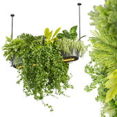 Collection plant vol 510 - ampelous - hanging - monstera - chandelier - pothos