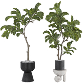 Ficus Lyrata Fiddle Leaf Fig Plant Collection 203