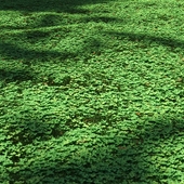 Clover lawn