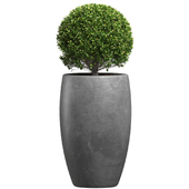 Decorative street bush Boxwood for a porch or a terrace.Restoration Hardware Front Entrance Tree