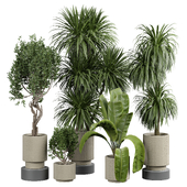 indoor Plant 408
