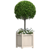 Decorative tree in a flower bed.Front Entrance Tree. Plant Box Patio.Front Porch Plant Tree
