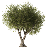 Olive Tree Set7