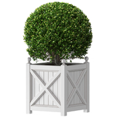 Boxwood in a garden planter. Front Entrance Tree. Plant Box Patio.Front Porch Plant Tree Boxwood Topiary in Cache Pot