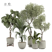 indoor Plant 416