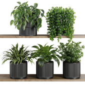 Plants on Shelf SetV6