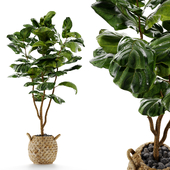 Indoor Plant Fiddle Fig Leaf Ficus