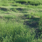 Трава ежа сборная (август) луговая трава юга