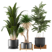 Collection Indoor plant vol 56