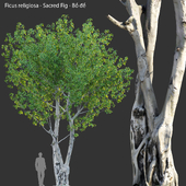 Ficus religiosa - Sacred Fig - Bồ đề