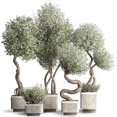 Olive Trees Set -16