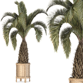 Palm tree Set-17