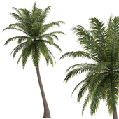 Hawaii Palm Tree