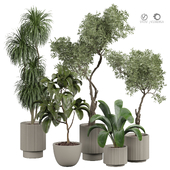 indoor Plant 419