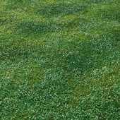 white clover lawn