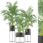 Indoor Plant Set 8