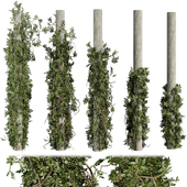 Collection plant vol 518 - bush - outdoor - column - fitowall - ivy