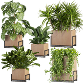Collection plant vol 520 - box - palm - office - pothos