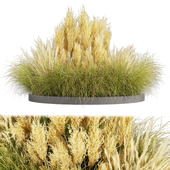 Collection plant vol 521 - grass - Northwind - pampas - Switchgrass