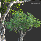 Ficus bengalensis - Cay Da