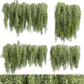 Collection plant vol 522 - bush - Outdoor - ivy
