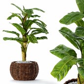 Banana Leaves Tree With Wicker Pot Indoor Plant Set