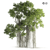 Ficus Bonsai decoration tree