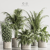 Indoor Plant Set 119