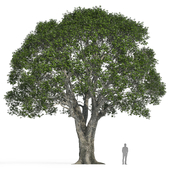 Holm oak 1 (Quercus ilex 1)