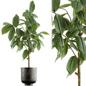Indoor Plant Set 38