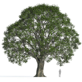 Holm oak 3 (Quercus ilex 3)