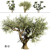 Olive Grove trees for indoor and landscape