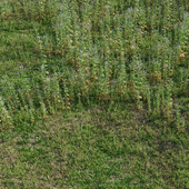 Meadow herbs: verbena and bluegrass (June)