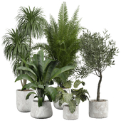 indoor Plant 424