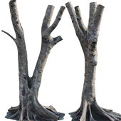 Ficus Tree Trunk 13