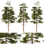 Pine tree set2 (3 Trees)