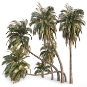 Palm trees 1