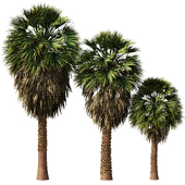 Tropical Palm Tree2