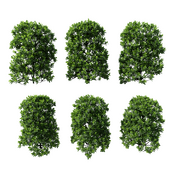Смолосемянник разнолистный: зелёная изгородь МАРТ (питтоспорум)