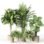 Indoor Tropical Plant Set 1