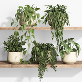 plants on shelf 14