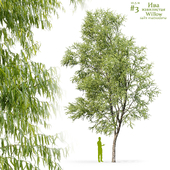 Willow / Salix matsudana #3