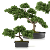 treez plants set 25