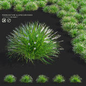 Pennisetum foxtail ornamental grasses | Pennisetum alopecuroides Little Bunny