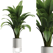Indoor Plant Set V39