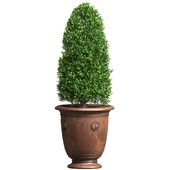 Boxwood in a Classic French Pot Anduze Planter POSH.Front Entry Tree Patio Porch balcony.Boxwood Shrubs
