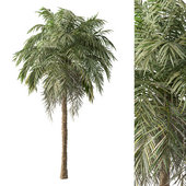 Palm Tree No.49