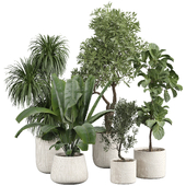 indoor Plant 432