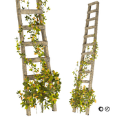 Vine Climber Plant on rustic Ladder