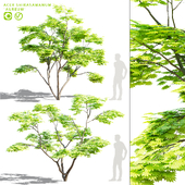 Shirasawa maple trees | Acer Shirasawanum Aureum